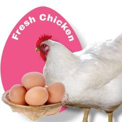 Chicken & Eggs